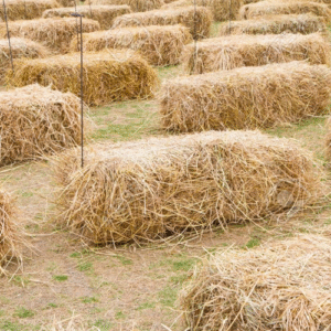 Paddy Straws
