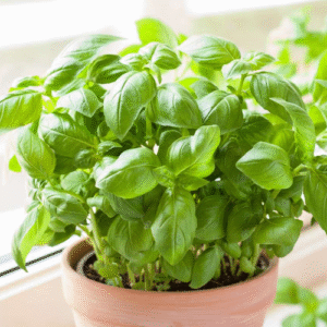 Basil