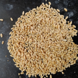 Haleem wheat