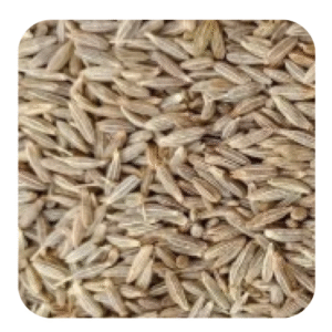 Cumin seeds JEERA EUROPE