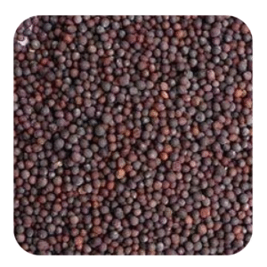Mustard seed SMALL