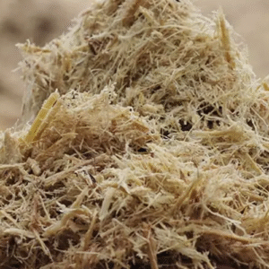 Sugarcane Bagasse