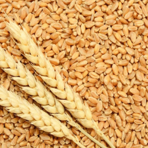 Wheat